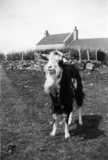 Billy Goat at  Fetlar.