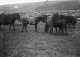 Six ponies in a field