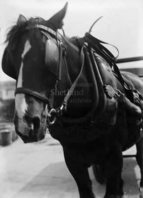 Cart horse in harness