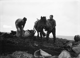 Loading horses at the peat bank