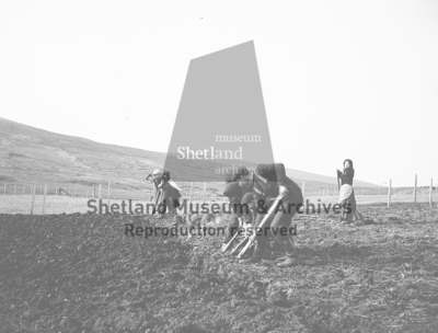 Two teams of people dellin with Shetland Spades