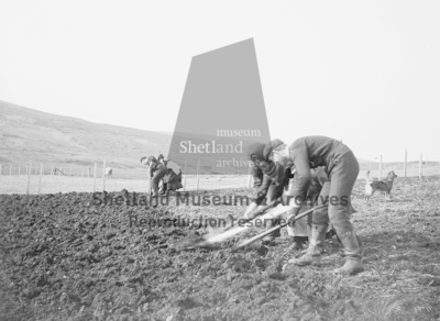 Two teams of people dellin with Shetland spades