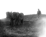 Ploughing with two Shetland ponies