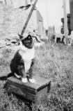 Cat sitting on a krip