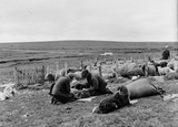 Rooing Sheep at Midfield, Uyeasound