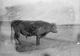 Shetland bull Premier