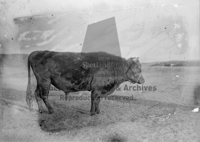 Shetland bull Premier