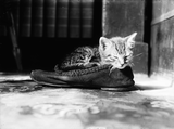 Kitten in a slipper