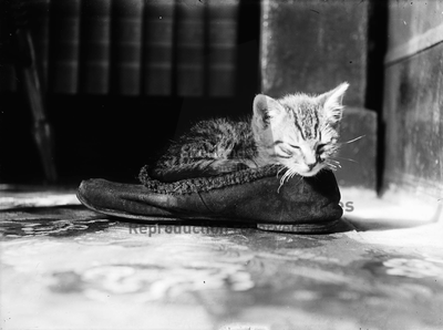 Kitten in a slipper