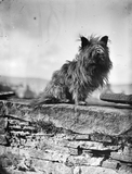 Yarta, the Irvinesgord dog