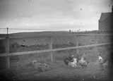 Hens and dog at Irvinesgord