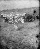 Flowers on a grave, Fetlar