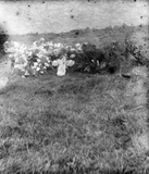 Flowers on a grave, Fetlar