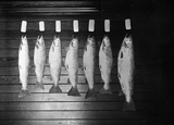 Plaster models of trout caught in Loch of Clousta