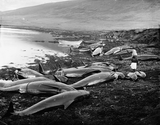 Caain whales caught at Weisdale
