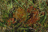 Sundew and moss