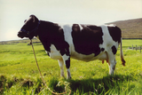 Shetland cow Dolina