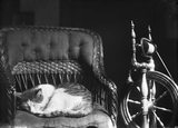 Cat and spinning wheel