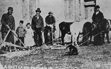 Men with Shetland plough