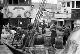Dutch men barrelling herring